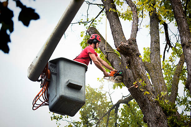 Best Hazardous Tree Removal  in Nora Springs, IA