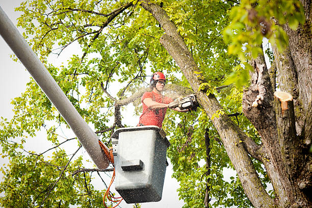  Nora Springs, IA Tree Services Pros